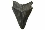 Serrated, Juvenile Megalodon Tooth - South Carolina #312113-1